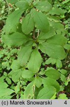 Berberis jamesiana (berberys Jamesa)