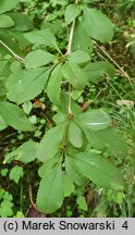 Berberis jamesiana (berberys Jamesa)