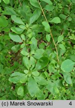 Berberis jamesiana (berberys Jamesa)