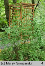 Berberis jamesiana (berberys Jamesa)