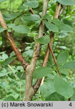 Berberis jamesiana (berberys Jamesa)