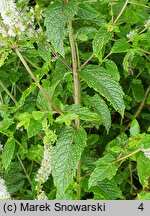 Mentha spicata Moroccan