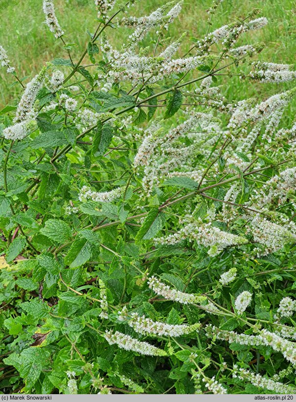 Mentha spicata Moroccan