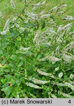 Mentha spicata Moroccan