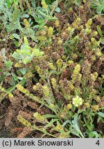 Sideritis scardica (gojnik macedoński)