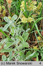 Sideritis scardica (gojnik macedoński)