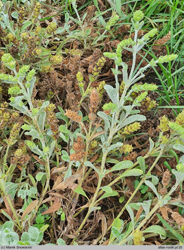 Sideritis scardica (gojnik macedoński)