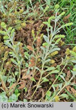 Sideritis scardica (gojnik macedoński)