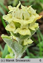 Sideritis scardica (gojnik macedoński)