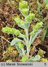 Sideritis scardica (gojnik macedoński)