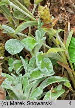 Sideritis scardica (gojnik macedoński)