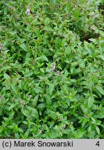 Mentha ×citrata (mięta pieprzowa)