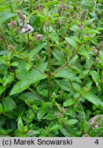 Mentha ×citrata (mięta pieprzowa)