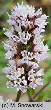 Mentha ×citrata (mięta pieprzowa)