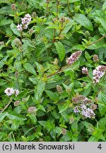 Mentha ×citrata (mięta pieprzowa)