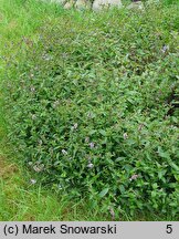 Mentha ×citrata (mięta pieprzowa)