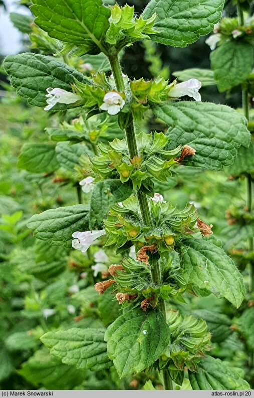 Melissa officinalis (melisa lekarska)