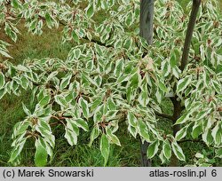 Cornus controversa Variegata