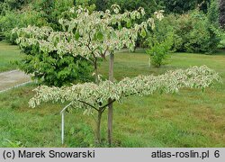 Cornus controversa Variegata