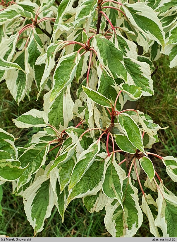 Cornus controversa Variegata