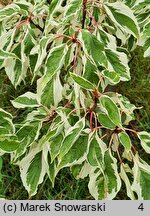 Cornus controversa Variegata