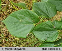 Tilia ×europaea Euchlora