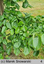 Tilia ×europaea Euchlora