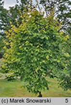 Tilia ×europaea Wratislaviensis