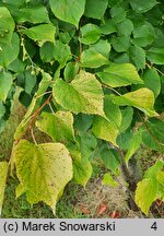 Tilia ×europaea Wratislaviensis