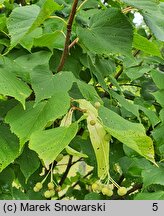 Tilia ×europaea Wratislaviensis