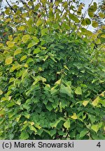 Tilia ×europaea Wratislaviensis