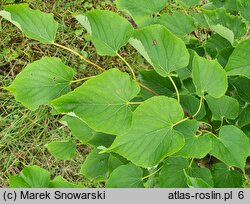 Tilia amurensis (lipa wonna)