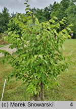 Tilia amurensis (lipa wonna)