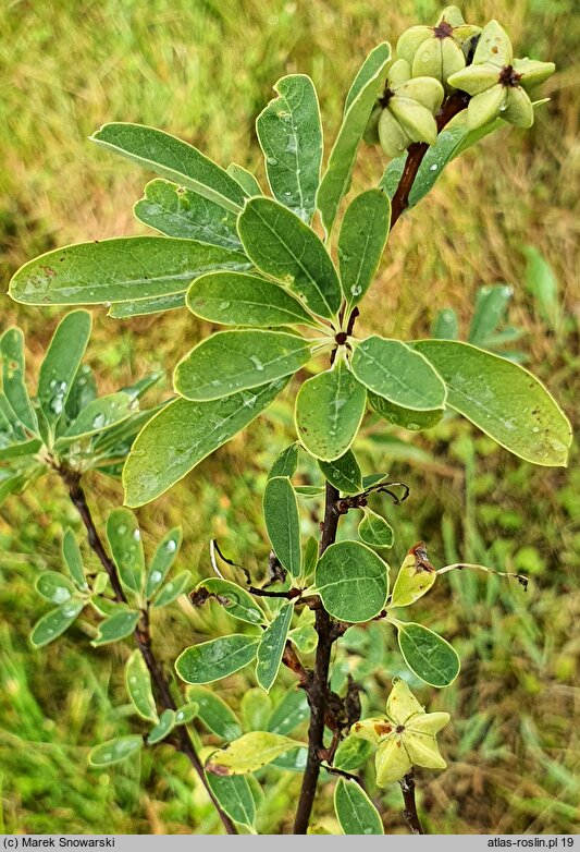 Exochorda ×macrantha Niagara