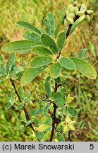 Exochorda ×macrantha Niagara