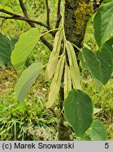 Tilia tuan (lipa całolistna)