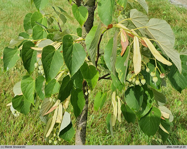 Tilia tuan (lipa całolistna)