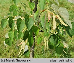 Tilia tuan (lipa całolistna)