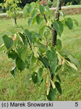 Tilia tuan (lipa całolistna)