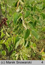 Tilia japonica (lipa japońska)