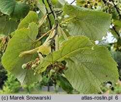 Tilia tomentosa Brabant