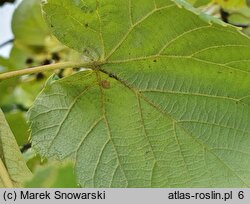 Tilia tomentosa Brabant