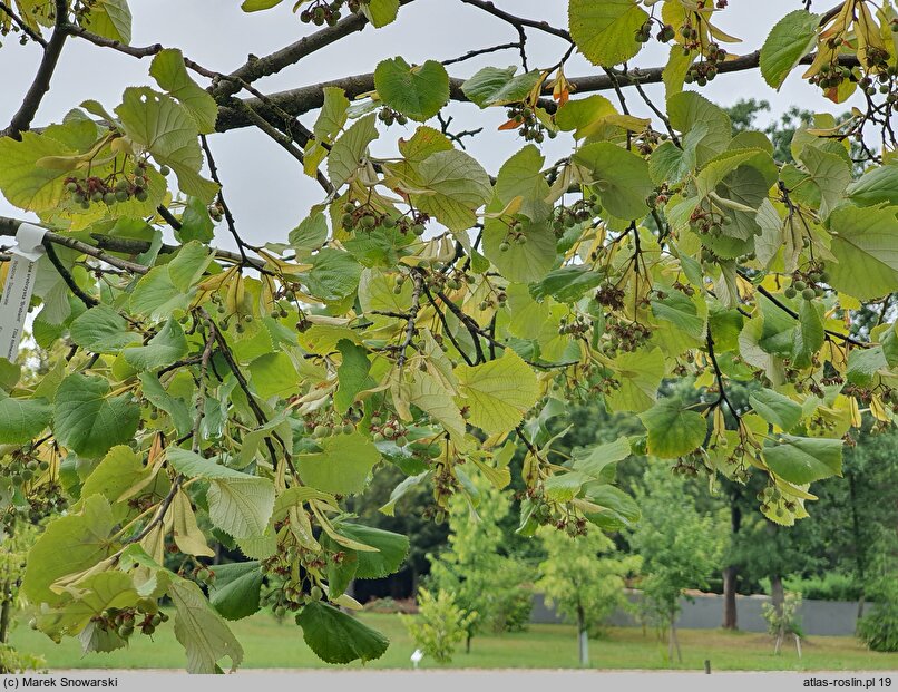 Tilia tomentosa Brabant