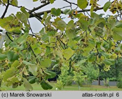 Tilia tomentosa Brabant