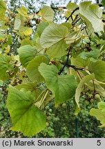 Tilia tomentosa Brabant