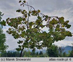 Tilia tomentosa Brabant