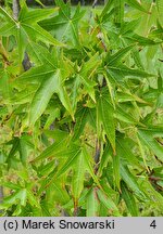 Liquidambar styraciflua Stella