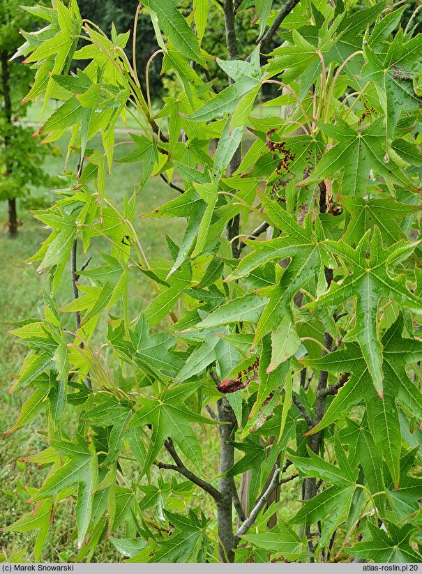 Liquidambar styraciflua Stella