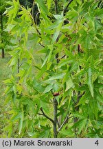 Liquidambar styraciflua Stella