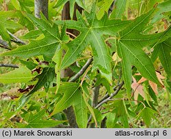 Liquidambar styraciflua Stella